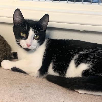 Reggie, an adoptable Domestic Short Hair in West Hills, CA, 91307 | Photo Image 1