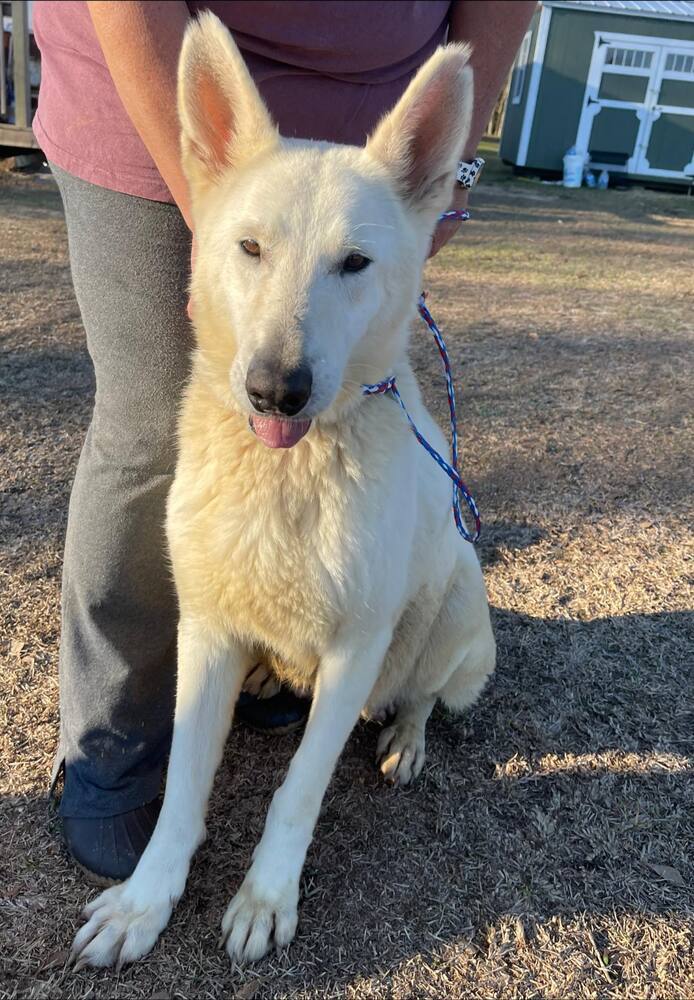 Gardenia, an adoptable German Shepherd Dog in Troy, AL, 36081 | Photo Image 1