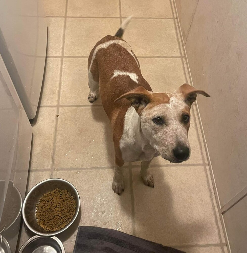 Halo, an adoptable Australian Cattle Dog / Blue Heeler in Troy, AL, 36081 | Photo Image 2