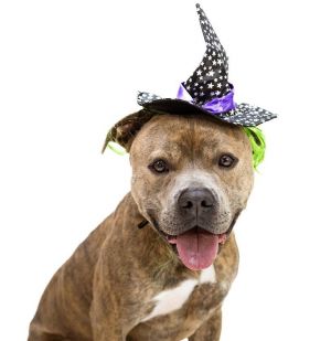 Dog for adoption - Hank 168936 , a Pit Bull Terrier Mix in Ravenna, OH