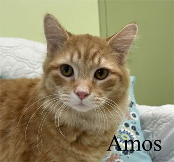 Amos, an adoptable Domestic Medium Hair in Warren, PA_image-1