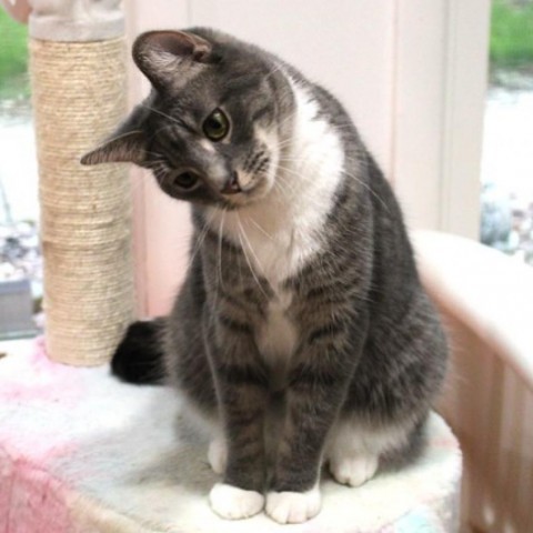 October, an adoptable Domestic Short Hair in Defiance, OH_image-1