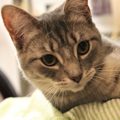 Wixx, an adoptable Domestic Short Hair in Defiance, OH_image-2