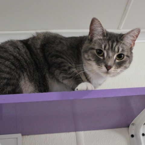 Wixx, an adoptable Domestic Short Hair in Defiance, OH_image-5