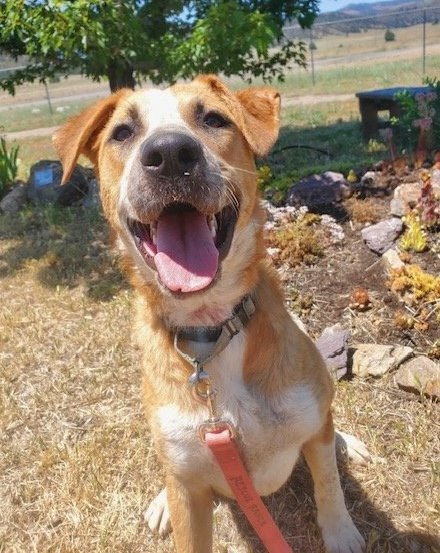 Papaya, an adoptable Hound & American Bulldog Mix in Yreka, CA_image-1