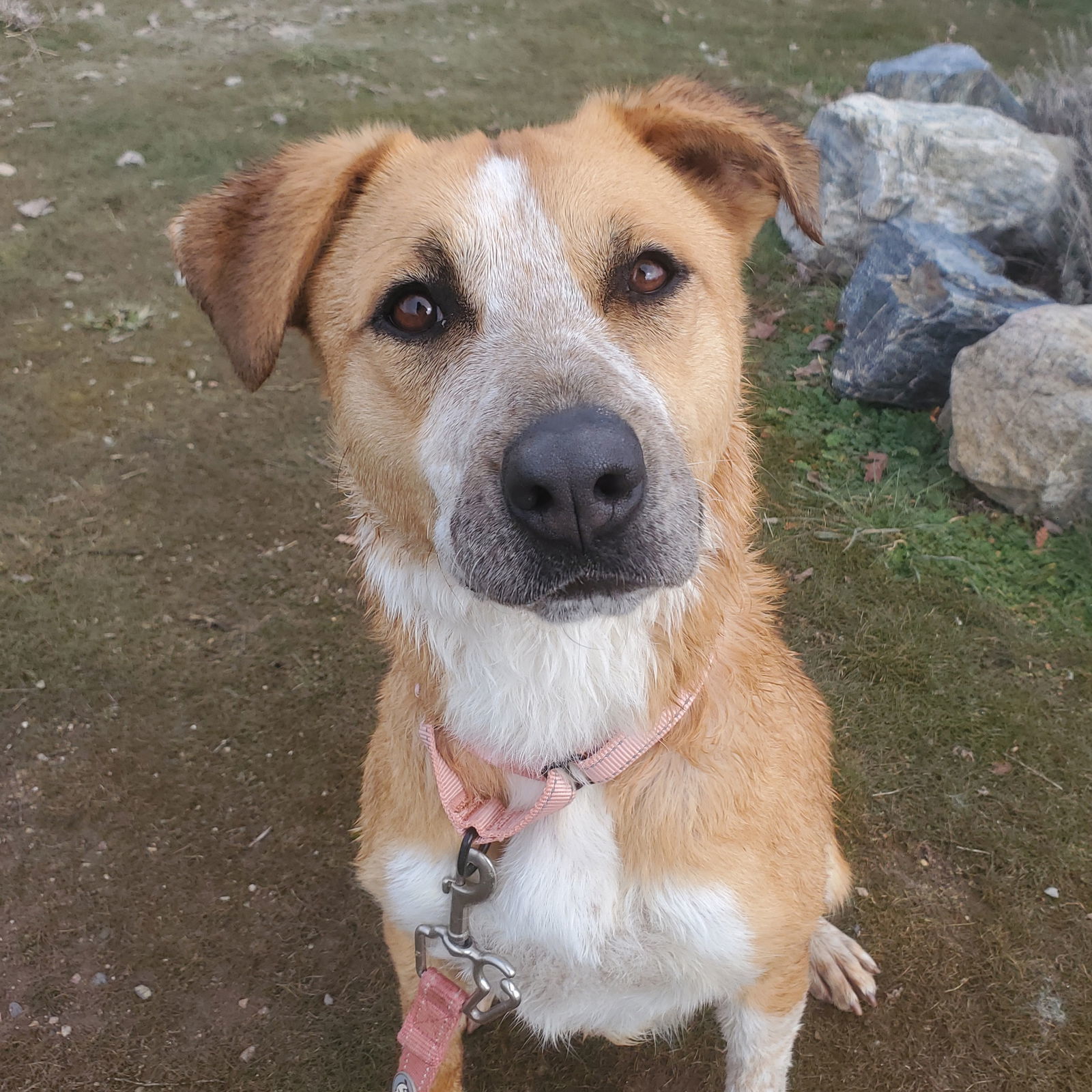 Papaya, an adoptable Hound, American Bulldog in Yreka, CA, 96097 | Photo Image 1