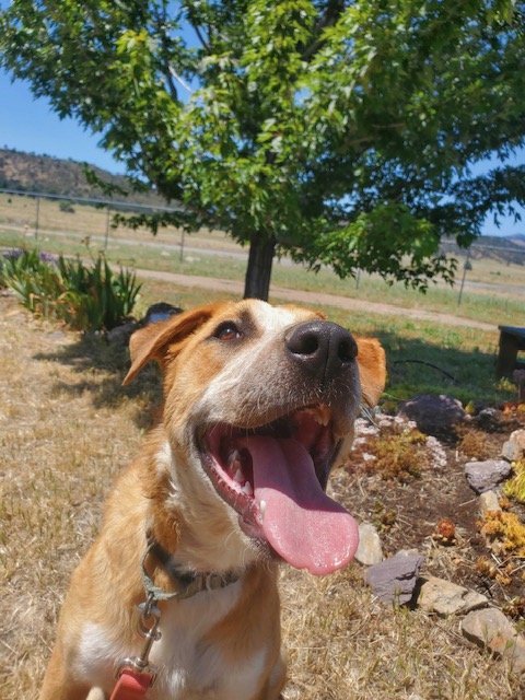 Papaya, an adoptable Hound & American Bulldog Mix in Yreka, CA_image-2