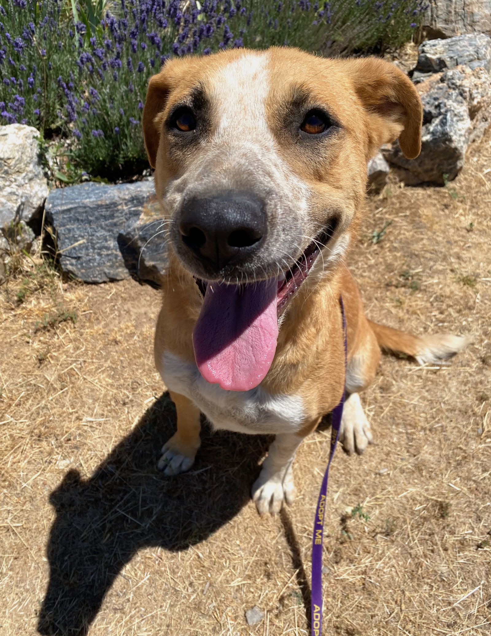 Papaya, an adoptable Hound, American Bulldog in Yreka, CA, 96097 | Photo Image 2