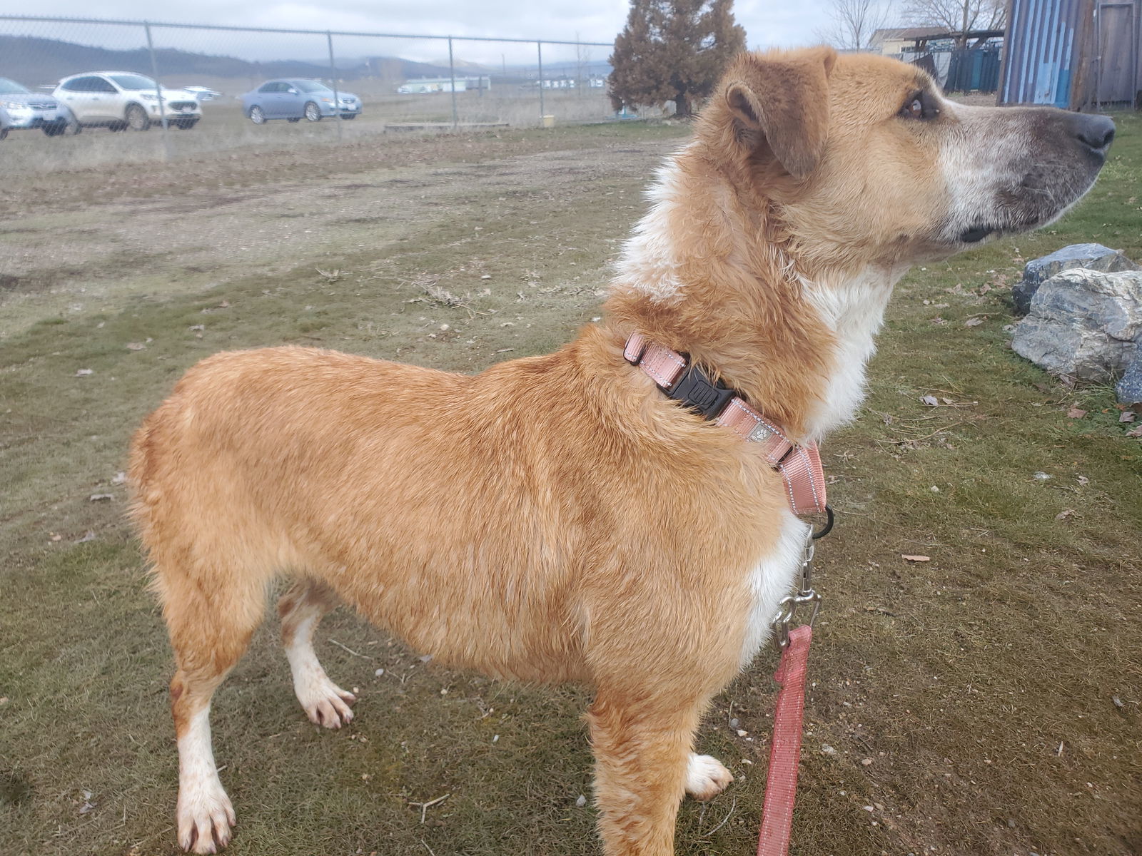 Papaya, an adoptable Hound, American Bulldog in Yreka, CA, 96097 | Photo Image 2