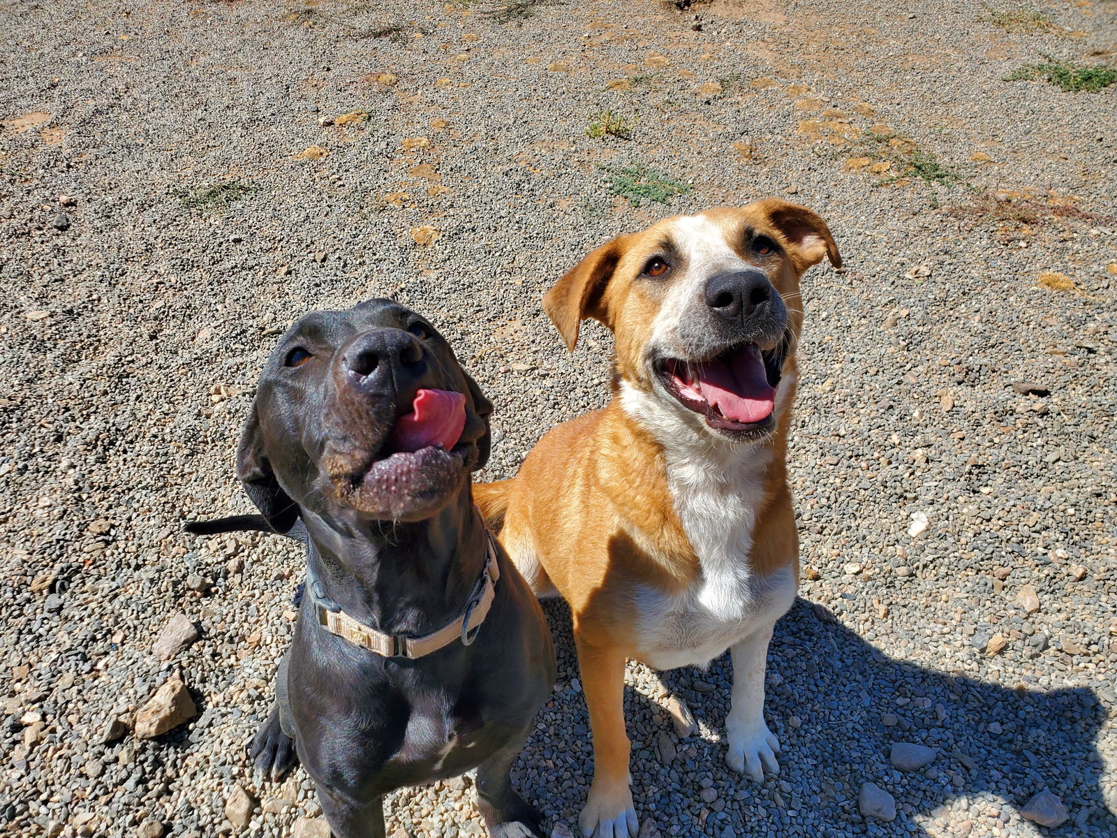 Papaya, an adoptable Hound, American Bulldog in Yreka, CA, 96097 | Photo Image 3