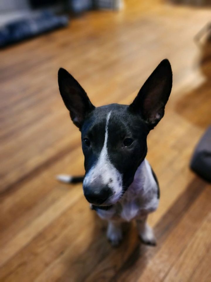Luna, an adoptable Basenji & Bull Terrier Mix in Saint Augustine, FL_image-2