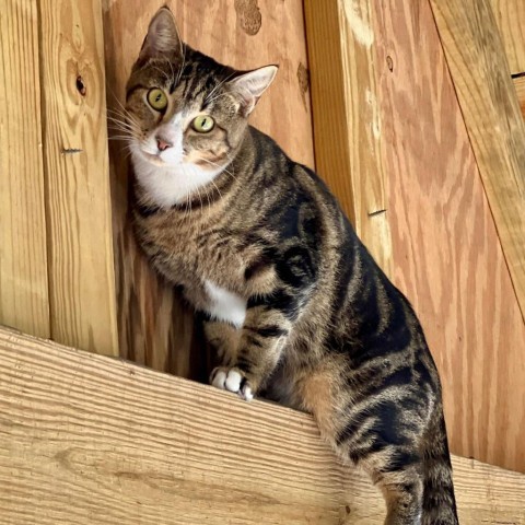 Prancer, an adoptable Domestic Short Hair in Freeport, FL, 32439 | Photo Image 1