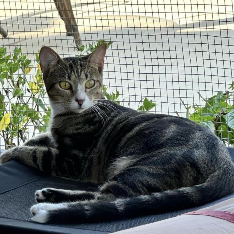 Prancer, an adoptable Domestic Short Hair in Freeport, FL, 32439 | Photo Image 2