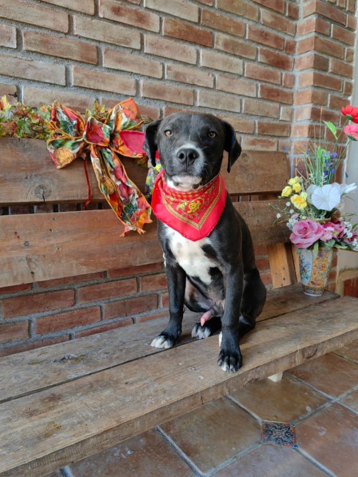Baloo, an adoptable Pit Bull Terrier Mix in Warren, MI_image-1