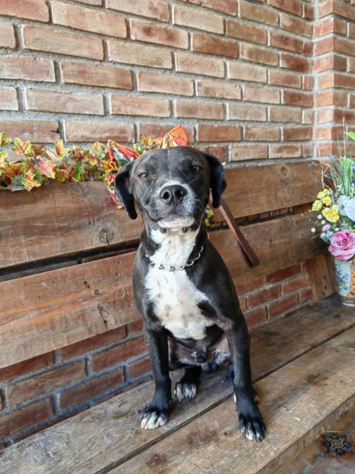 Baloo, an adoptable Pit Bull Terrier Mix in Warren, MI_image-4