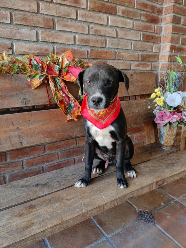 Baloo, an adoptable Pit Bull Terrier Mix in Warren, MI_image-5