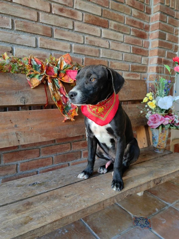 Baloo, an adoptable Pit Bull Terrier Mix in Warren, MI_image-6
