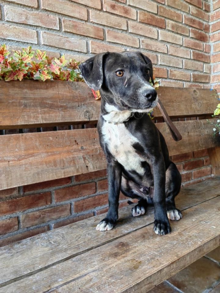 Baloo, an adoptable Pit Bull Terrier Mix in princeton, NJ_image-3