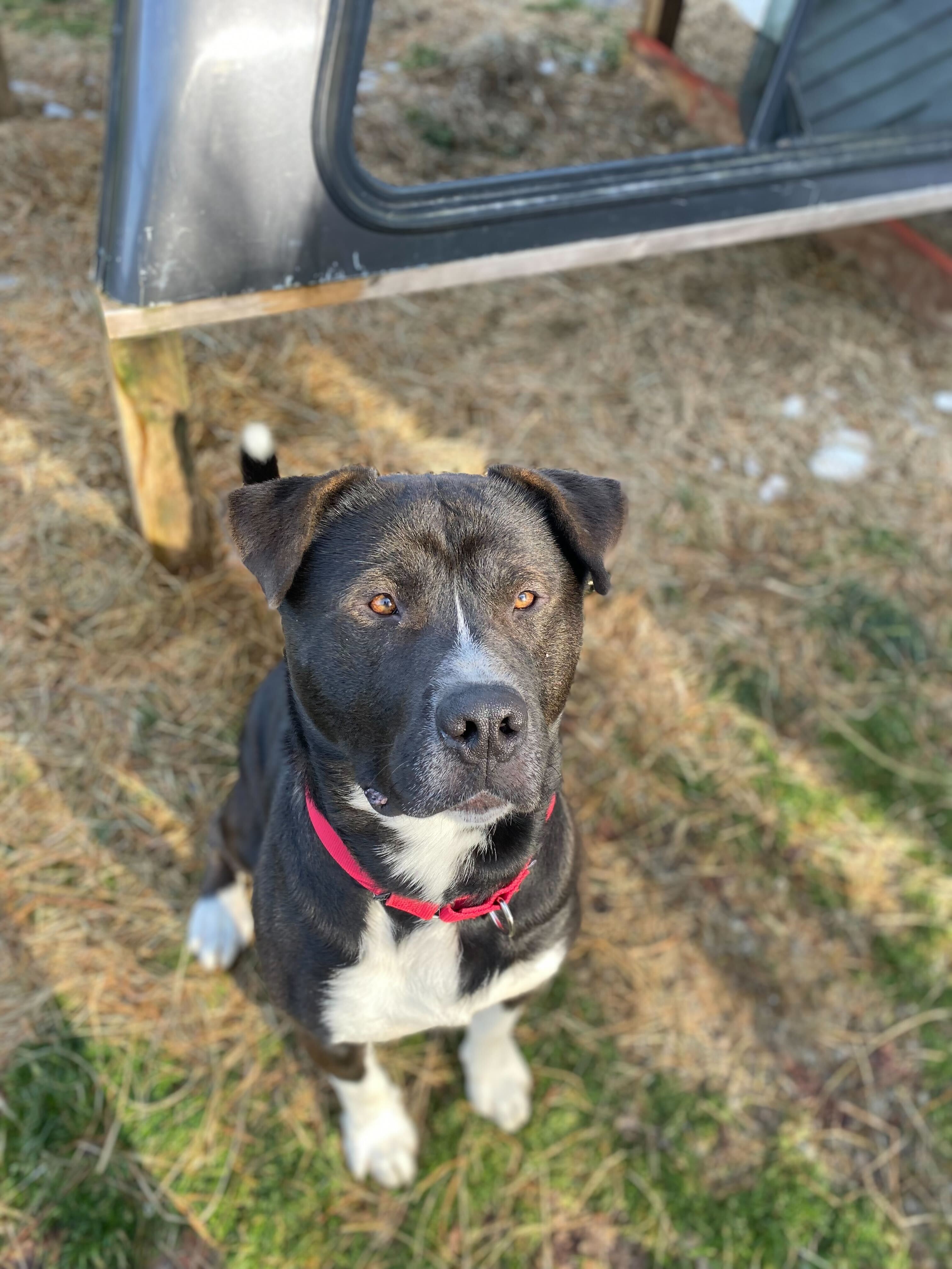 Omen , an adoptable Mastiff in Montrose, PA, 18801 | Photo Image 2