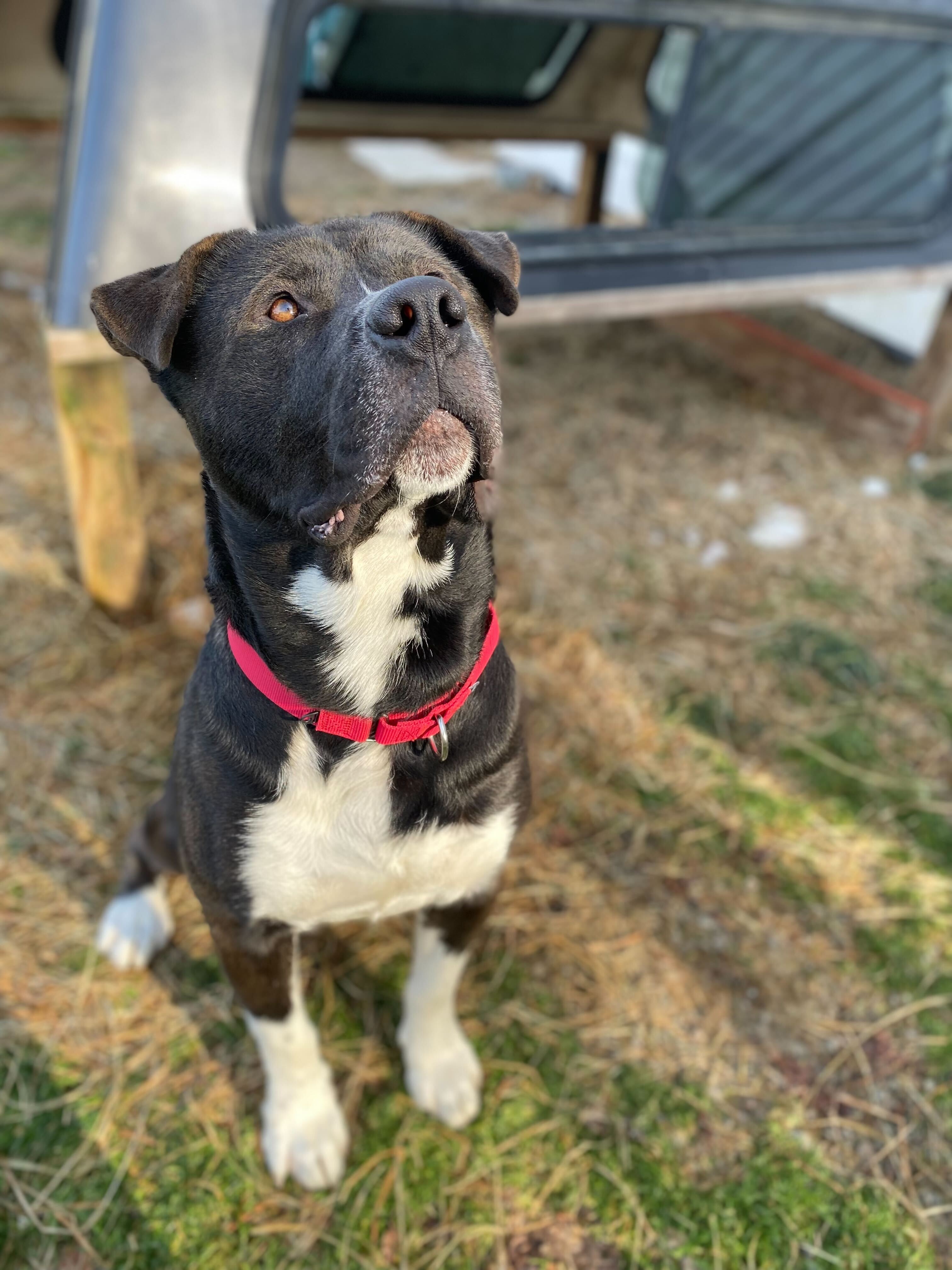 Omen , an adoptable Mastiff in Montrose, PA, 18801 | Photo Image 3
