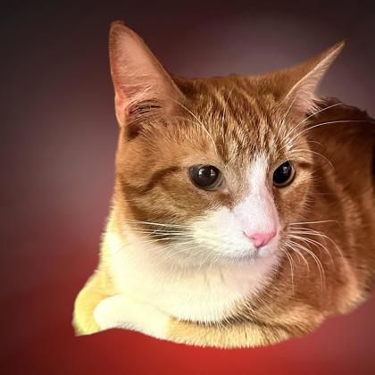Alvin, an adoptable Domestic Short Hair in Cumberland, MD_image-1