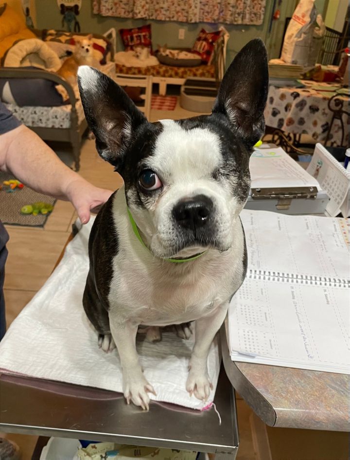 Pirate, an adopted Boston Terrier in Benton, LA_image-1