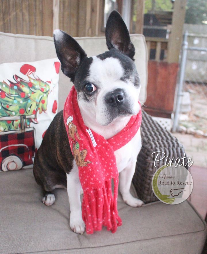 Pirate, an adopted Boston Terrier in Benton, LA_image-2