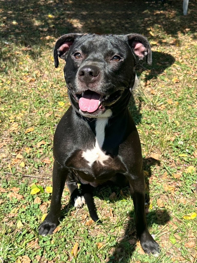 Sissy, an adoptable Labrador Retriever in Mobile, AL, 36604 | Photo Image 1