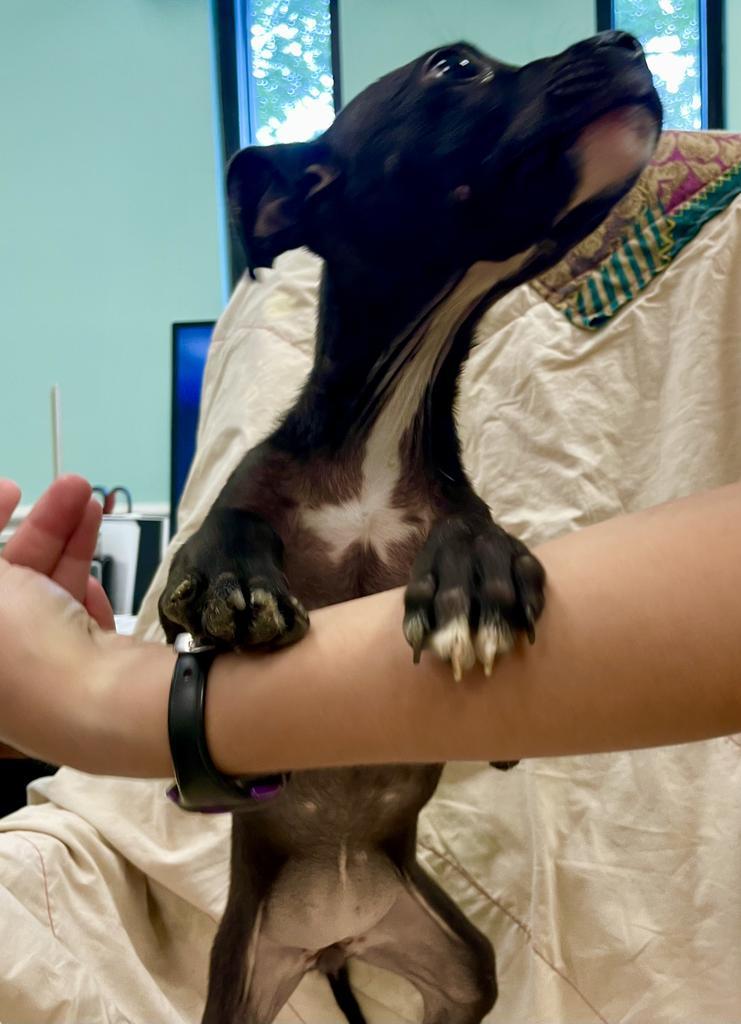 Sissy (Clove 7), an adoptable Labrador Retriever in Mobile, AL, 36604 | Photo Image 6