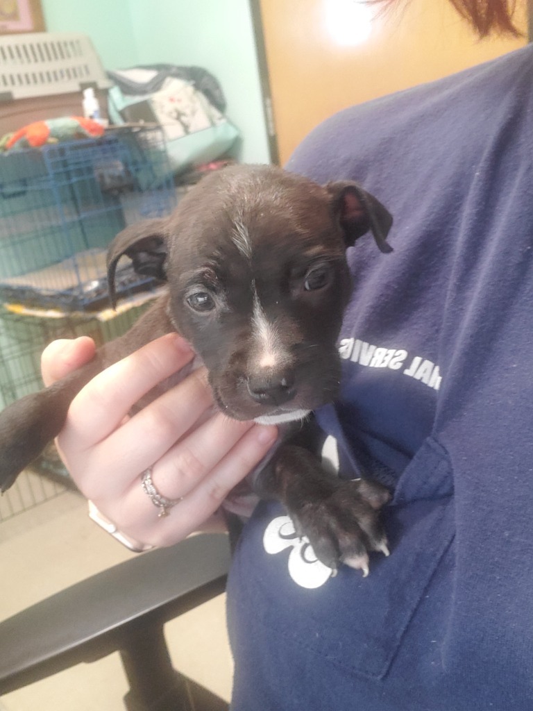 Buffy, an adoptable Labrador Retriever in Mobile, AL, 36604 | Photo Image 2