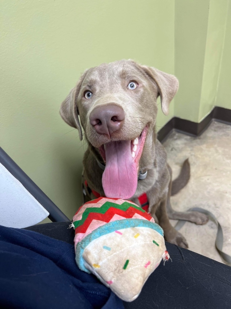 Trooper, an adoptable Labrador Retriever, Weimaraner in Benbrook, TX, 76126 | Photo Image 2