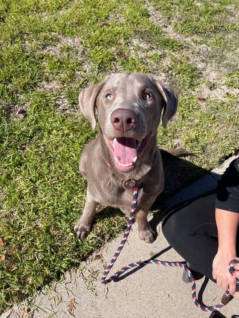 Trooper, an adoptable Labrador Retriever, Weimaraner in Benbrook, TX, 76126 | Photo Image 3