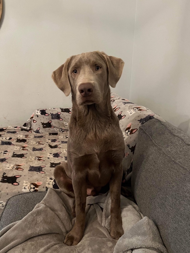 Trooper, an adoptable Labrador Retriever, Weimaraner in Benbrook, TX, 76126 | Photo Image 4