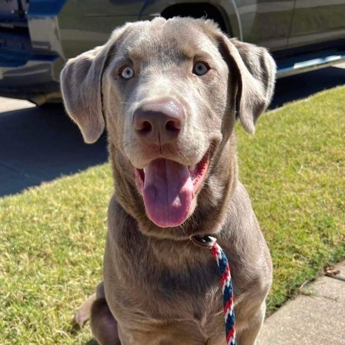 Trooper, an adoptable Labrador Retriever, Weimaraner in Benbrook, TX, 76126 | Photo Image 5