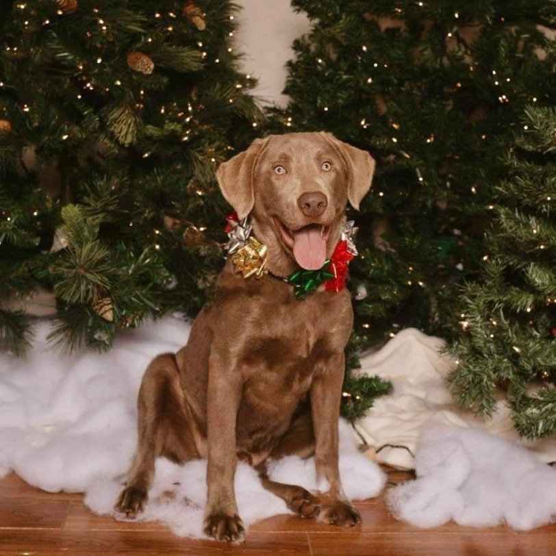 Trooper, an adoptable Labrador Retriever, Weimaraner in Benbrook, TX, 76126 | Photo Image 6