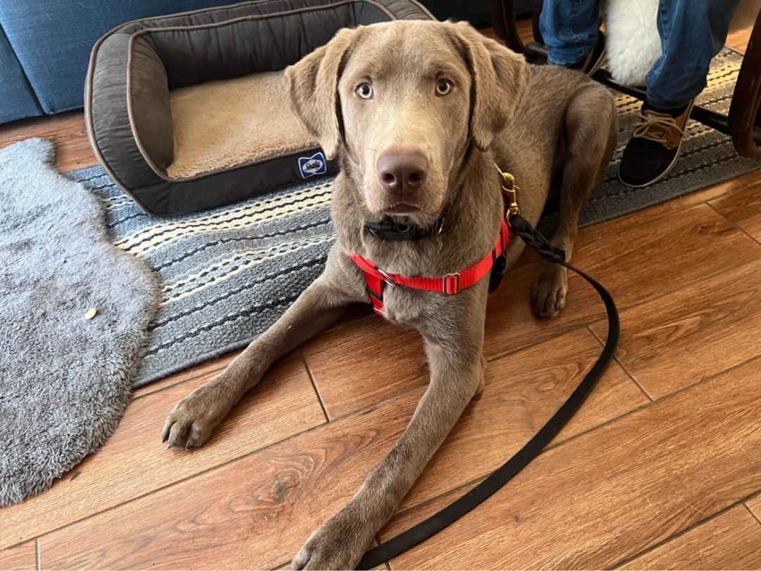 Trooper, an adoptable Labrador Retriever, Weimaraner in Benbrook, TX, 76126 | Photo Image 1