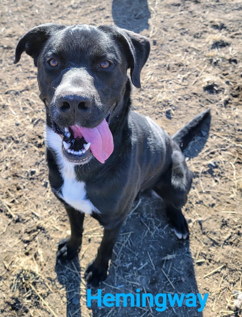 Hemingway, an adoptable Mastiff, Labrador Retriever in Madras, OR, 97741 | Photo Image 1