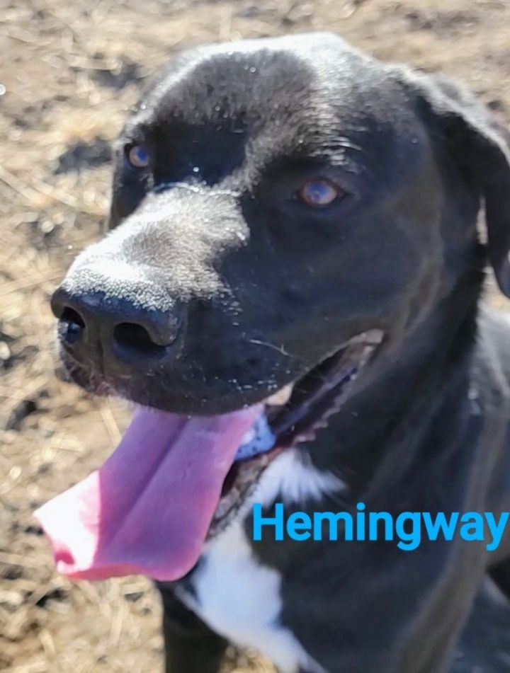Hemingway, an adoptable Mastiff & Labrador Retriever Mix in Madras, OR_image-1