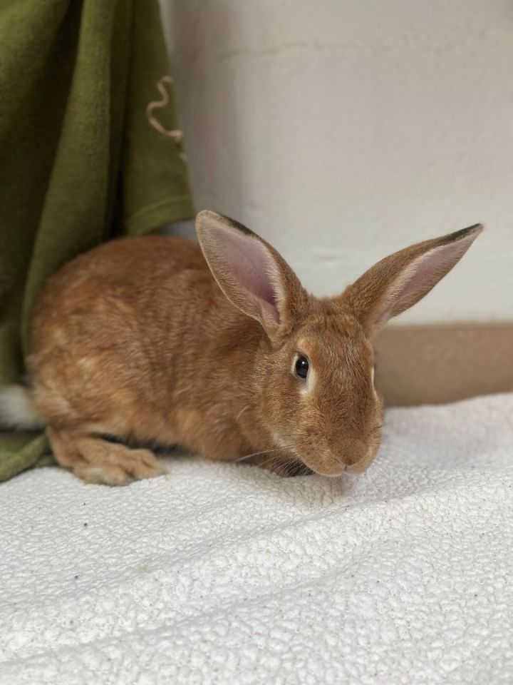 Sierra, an adopted Bunny Rabbit in Laguna Beach, CA_image-1