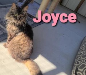 Joyce
