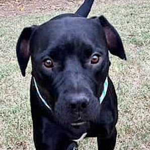 Inky, an adoptable Labrador Retriever & Patterdale Terrier / Fell Terrier Mix in Oklahoma City, OK_image-1