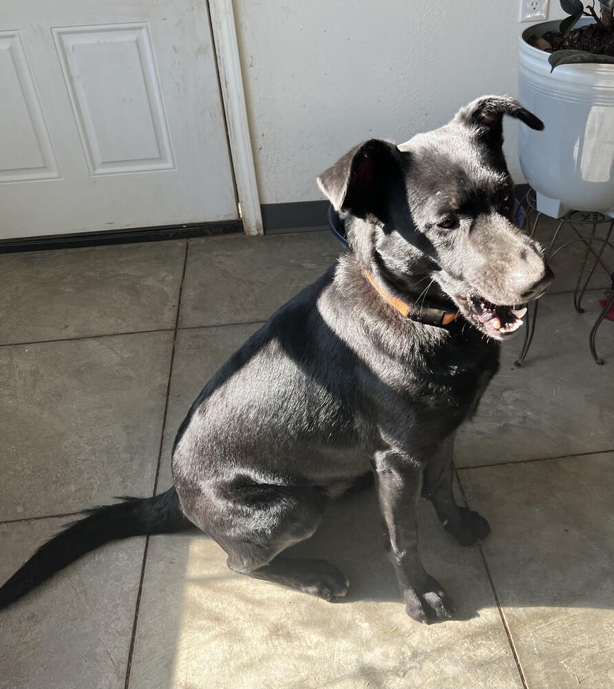 Journey (Zeus), an adoptable Labrador Retriever, Shepherd in Boonville, MO, 65233 | Photo Image 1