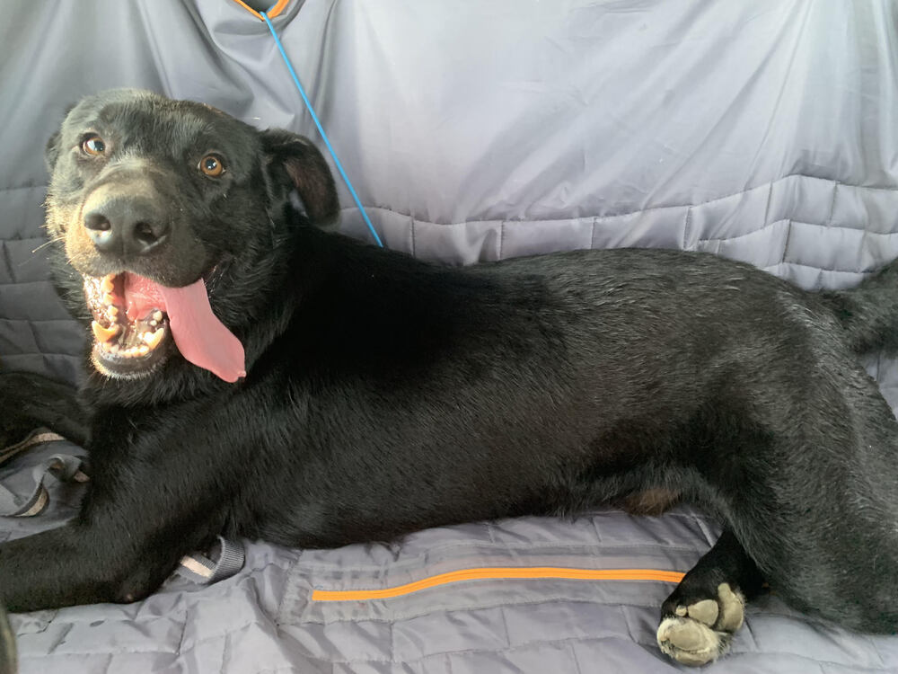Journey (Zeus), an adoptable Labrador Retriever, Shepherd in Boonville, MO, 65233 | Photo Image 3