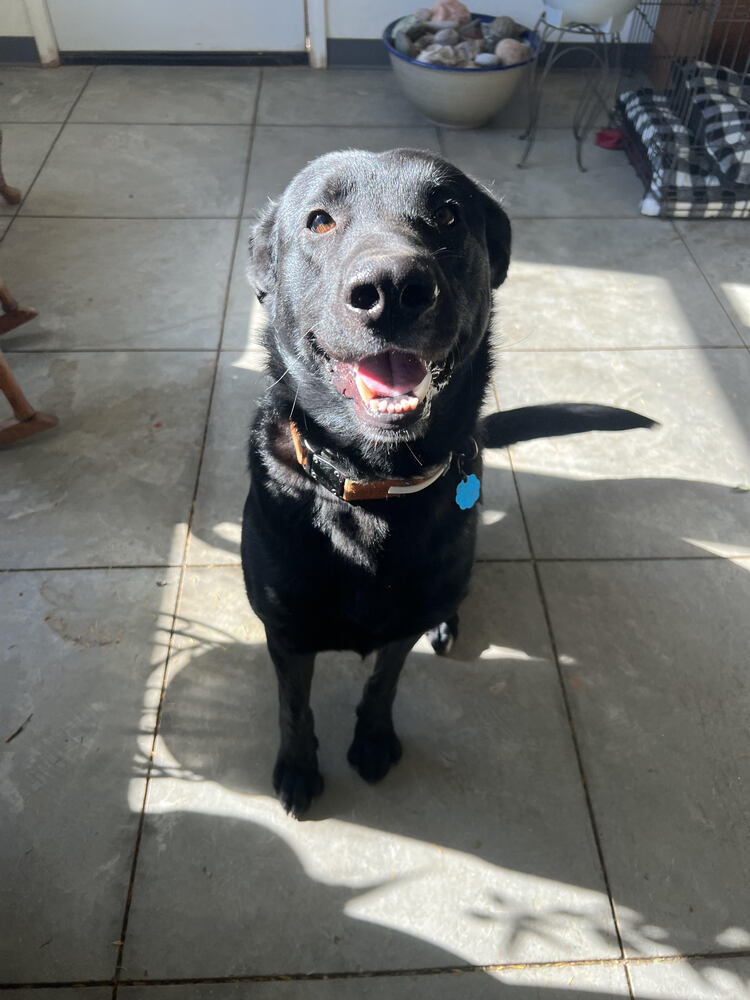 Journey (Zeus), an adoptable Labrador Retriever, Shepherd in Boonville, MO, 65233 | Photo Image 4