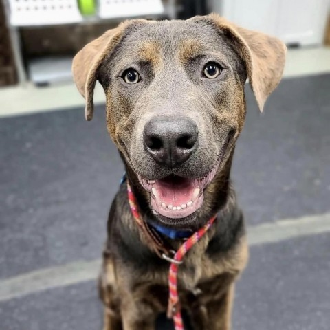 Reid, an adoptable Mixed Breed in Chicago, IL, 60647 | Photo Image 1