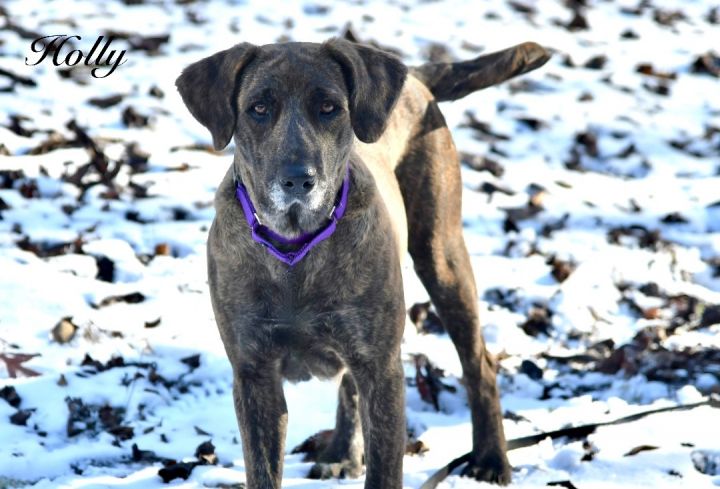 Holly, an adoptable Plott Hound Mix in Sevierville, TN_image-1