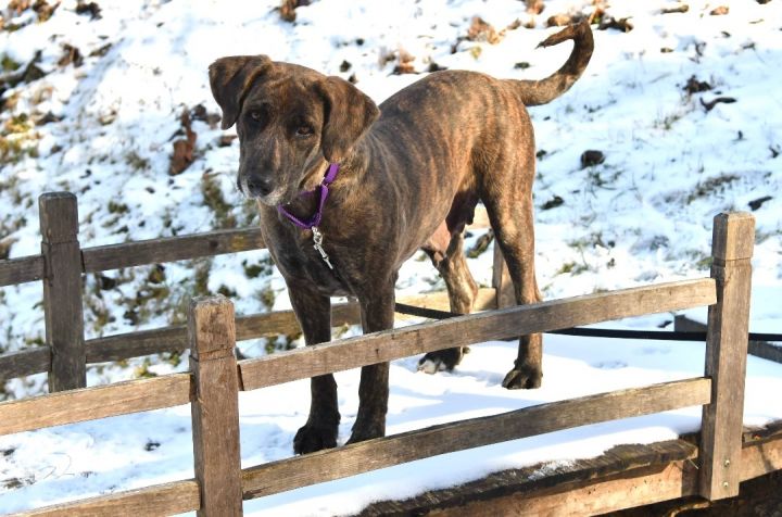 Holly, an adoptable Plott Hound Mix in Sevierville, TN_image-4