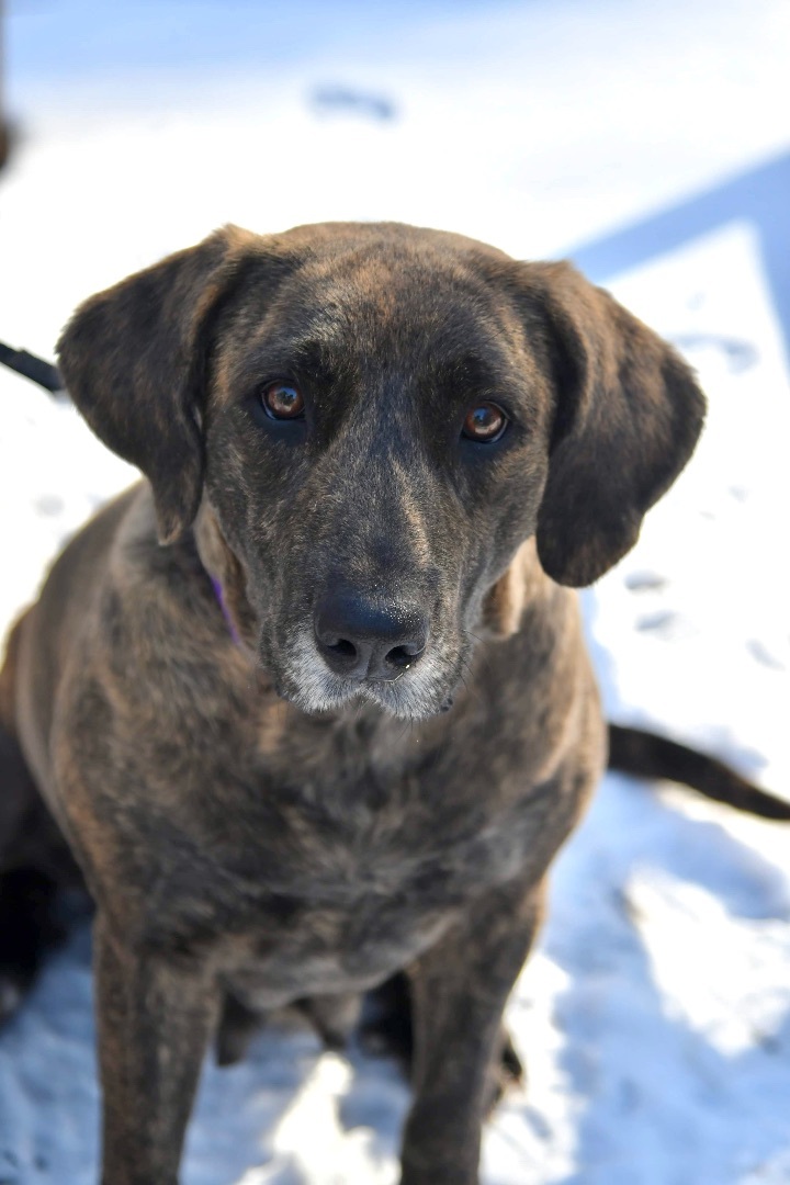 Holly, an adoptable Plott Hound Mix in Sevierville, TN_image-5