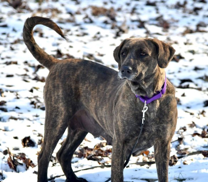 Holly, an adoptable Plott Hound Mix in Sevierville, TN_image-6