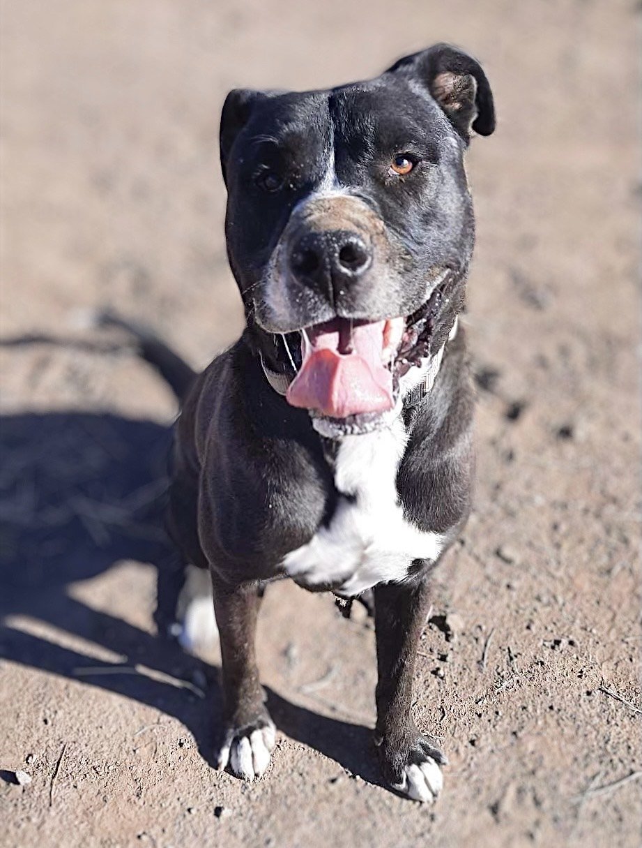 Fernando, an adoptable Pit Bull Terrier, Shepherd in Yreka, CA, 96097 | Photo Image 1